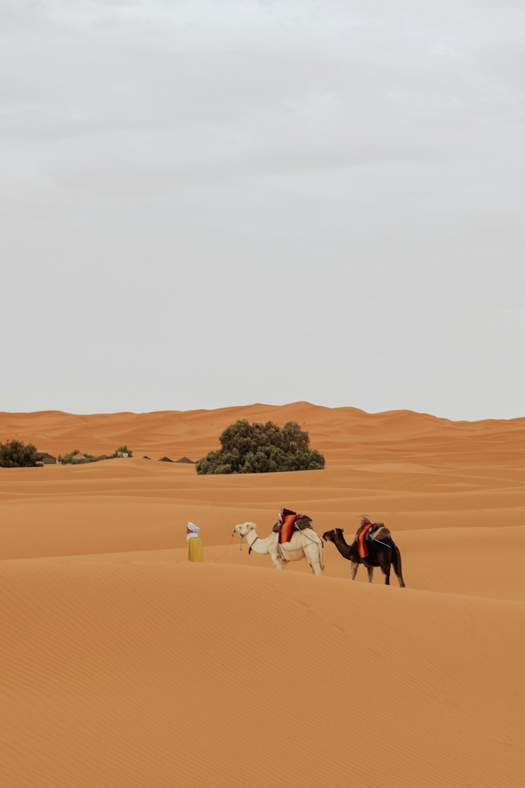 A person in a yellow robe leads camels across sand dunes.